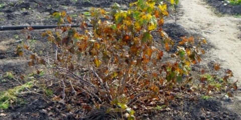 Kako pravilno pripremiti ribizle za zimu?